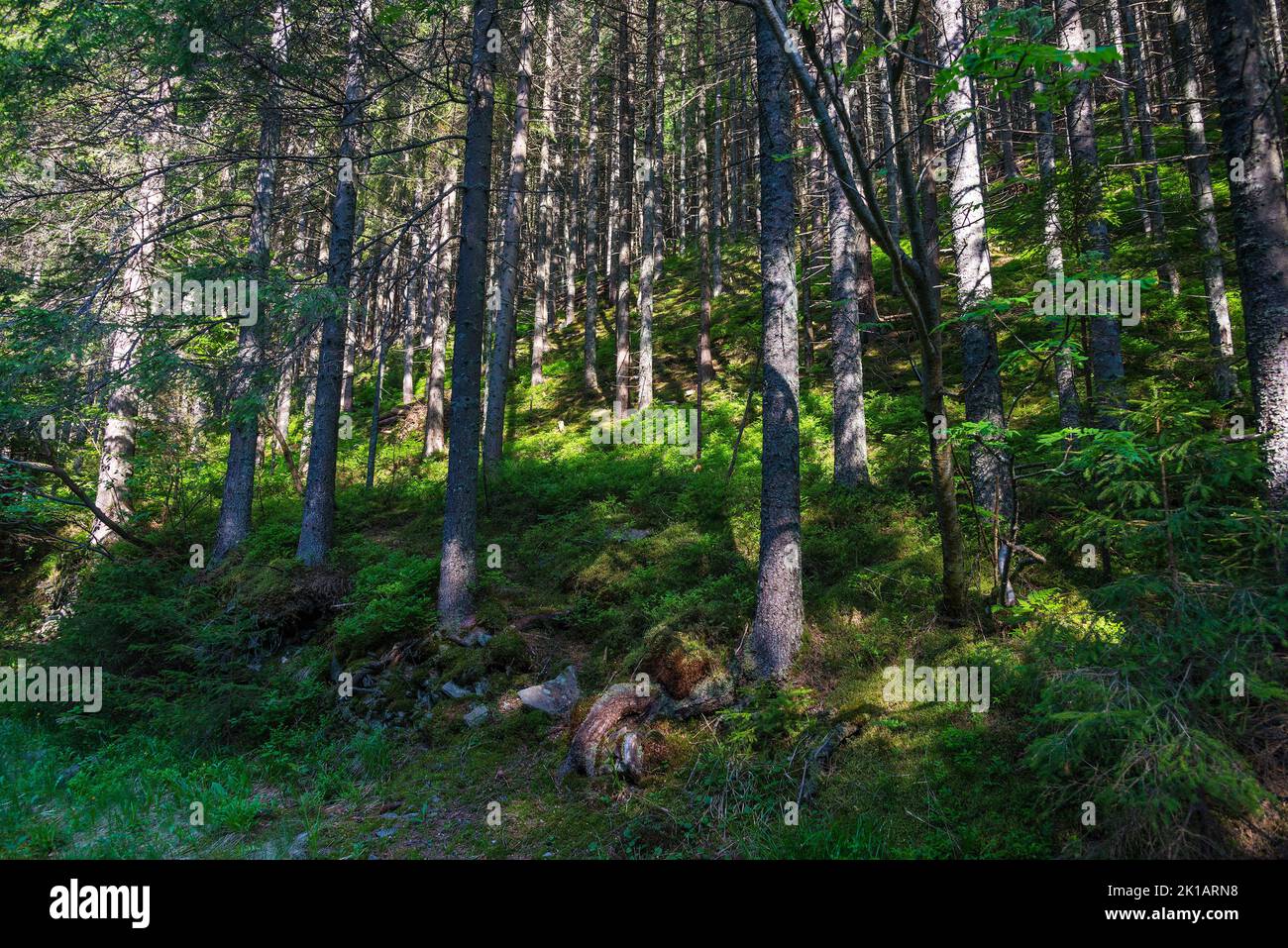 Wald um mit Nadelbäumen. Tourismuskonzept Stockfoto