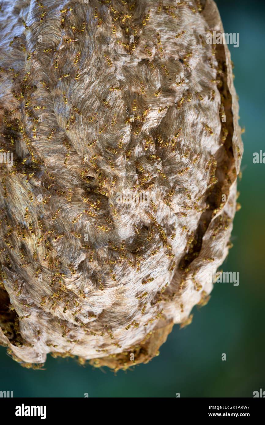 Gelbe Papierwespen (Ropalidia romandi) am Nest. September 2022. Cow Bay. Daintree National Park. Queensland. Stockfoto