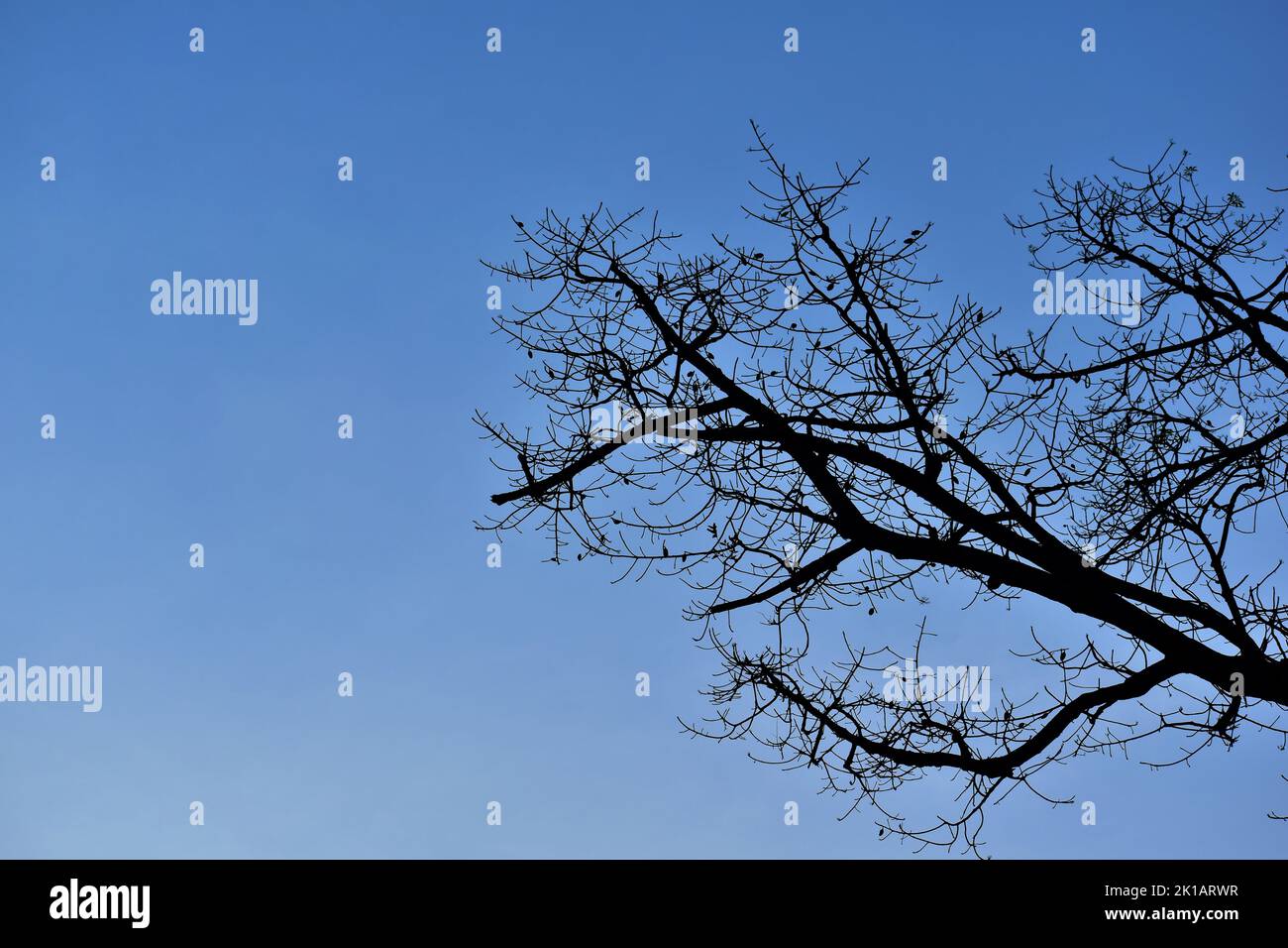 Getrockneter Baum Ast vor blauem Himmel Hintergrund Stockfoto