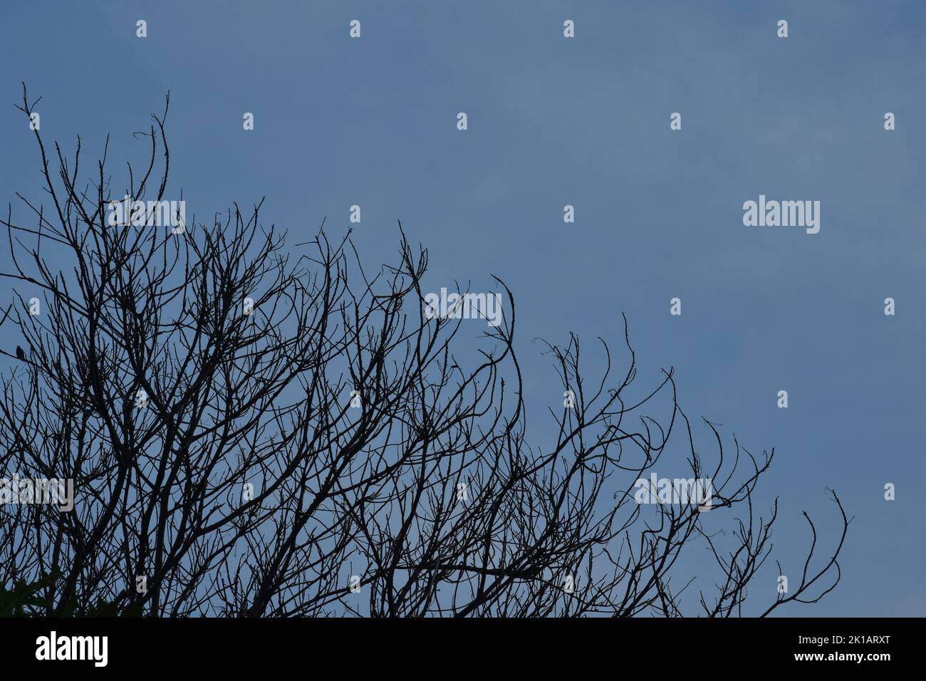 Getrockneter Baum Ast vor blauem Himmel Hintergrund Stockfoto