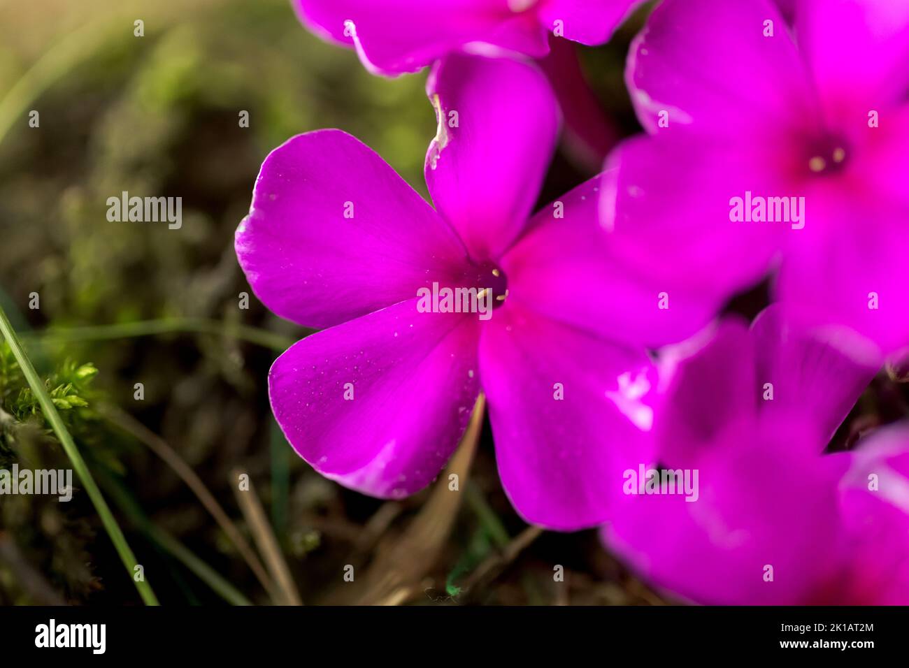 Makroaufnahme von Details von Kokedama, einem japanischen Moosball. Hochwertige Fotos Stockfoto