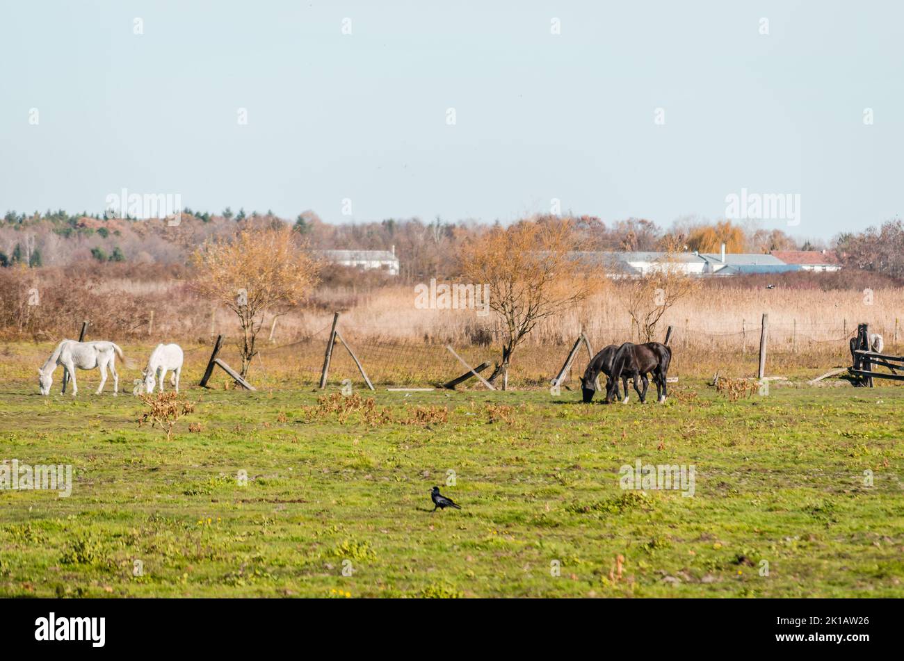 Pferde in einem eingezäunten Gebiet auf Herbstweiden. Stockfoto