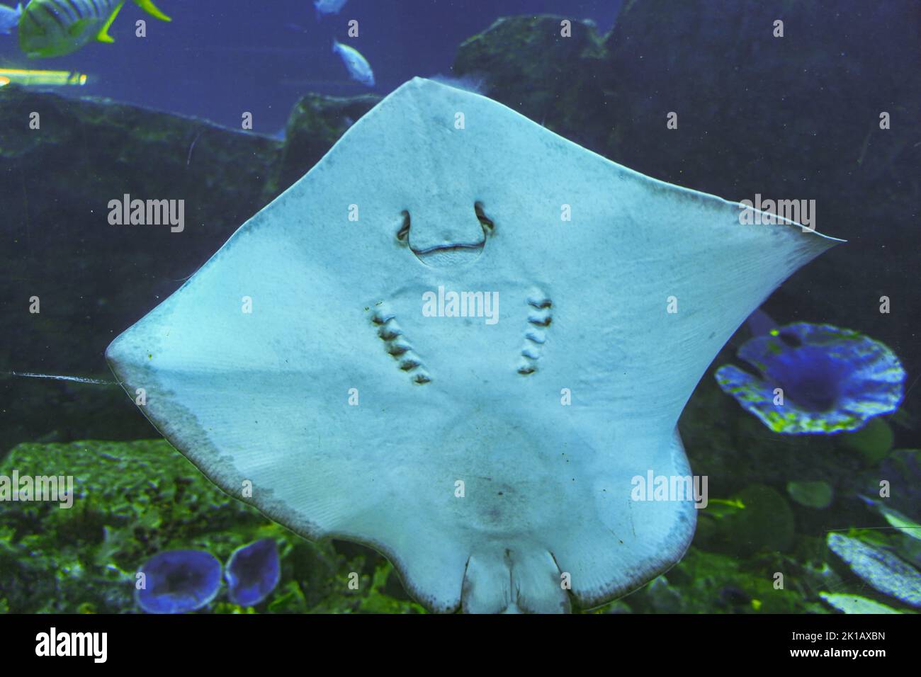 Bild von Fisch, riesige ozeanische Manta ray. Stockfoto