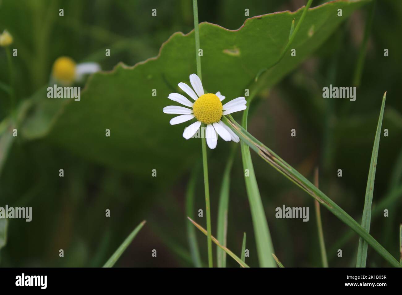 Kamille ist eine Heilpflanze. Tageslichtfotografie. Zutat für die Aromatherapie. Duftenden Kräutern. Natürliche Umgebung. Viel Grün im Hintergrund. Stockfoto