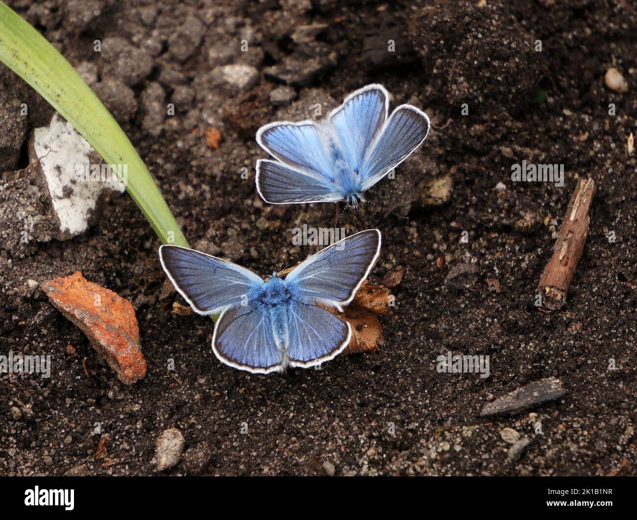 Polyommatus amandus Schmetterlinge Stockfoto