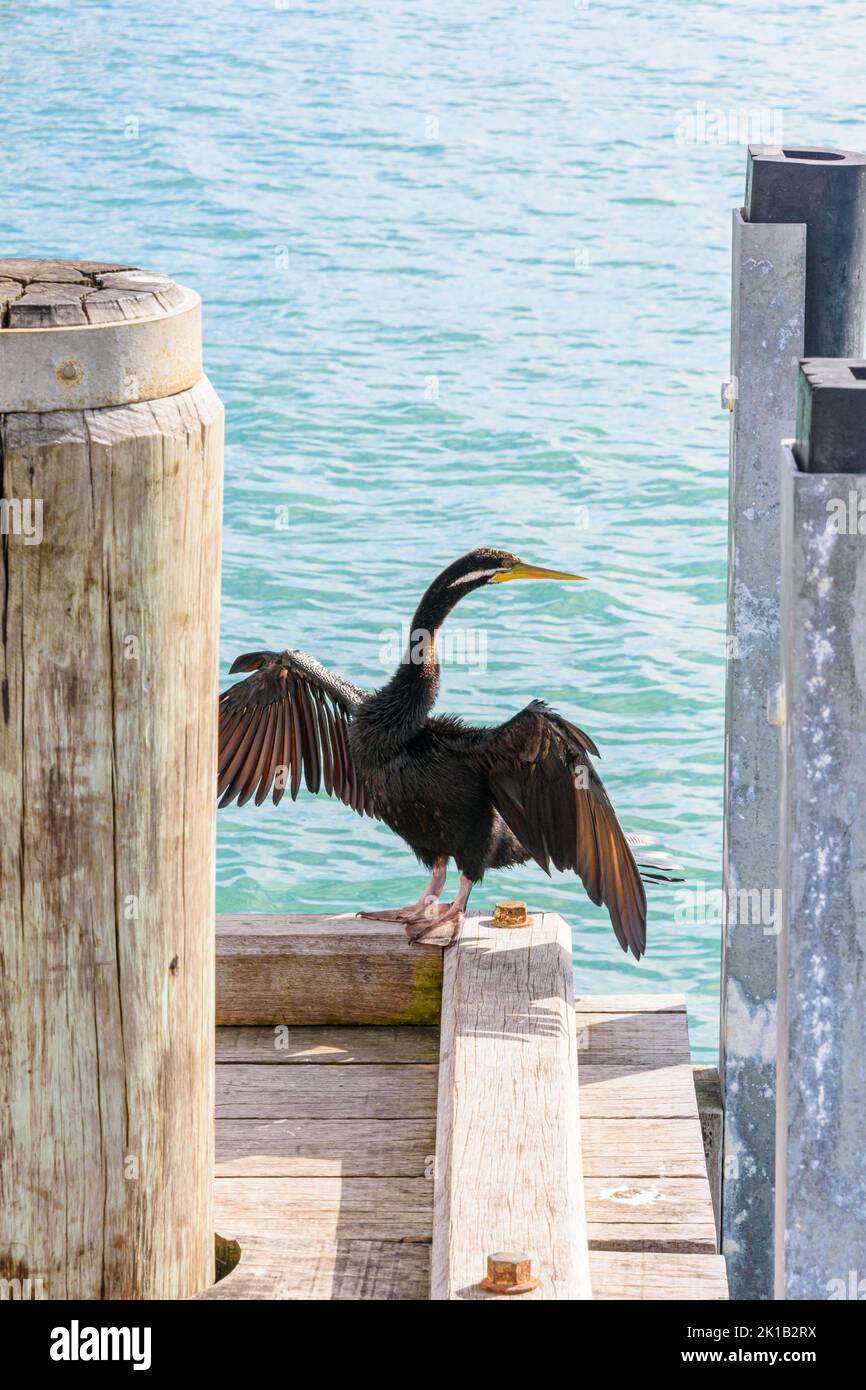 Australasian Darter Water Bird Trocknen seine Flügel in der Sonne auf dem Busselton Jetty, Busselton, Western Australia thront Stockfoto