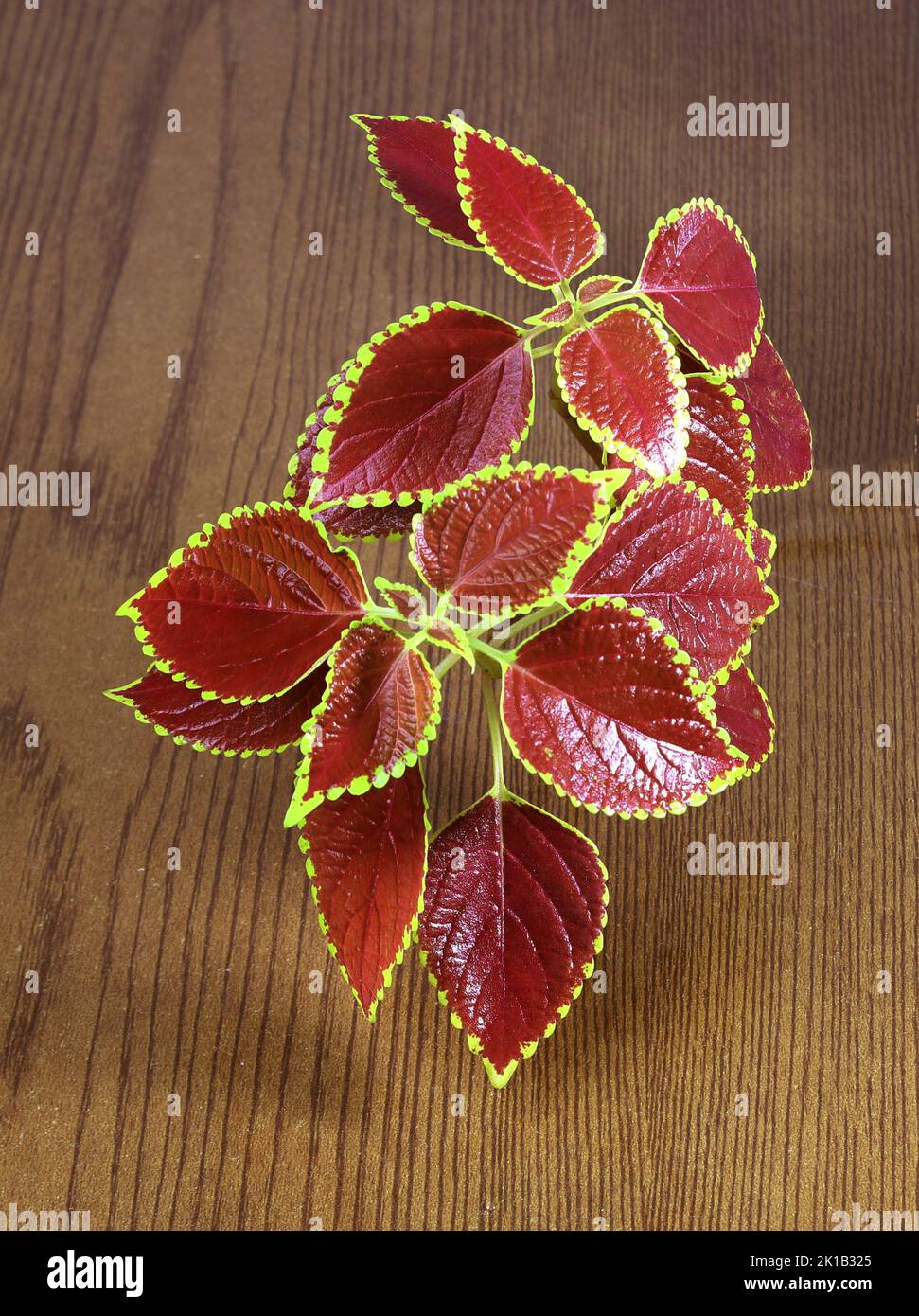 Coleus oder gemalte Brennnesseln Blätter auf Holzhintergrund. Plectranthus scutellarioides oder Miana-Blätter oder Coleus Scutellarioides, Coleus blumei ist Kräuter, Stockfoto