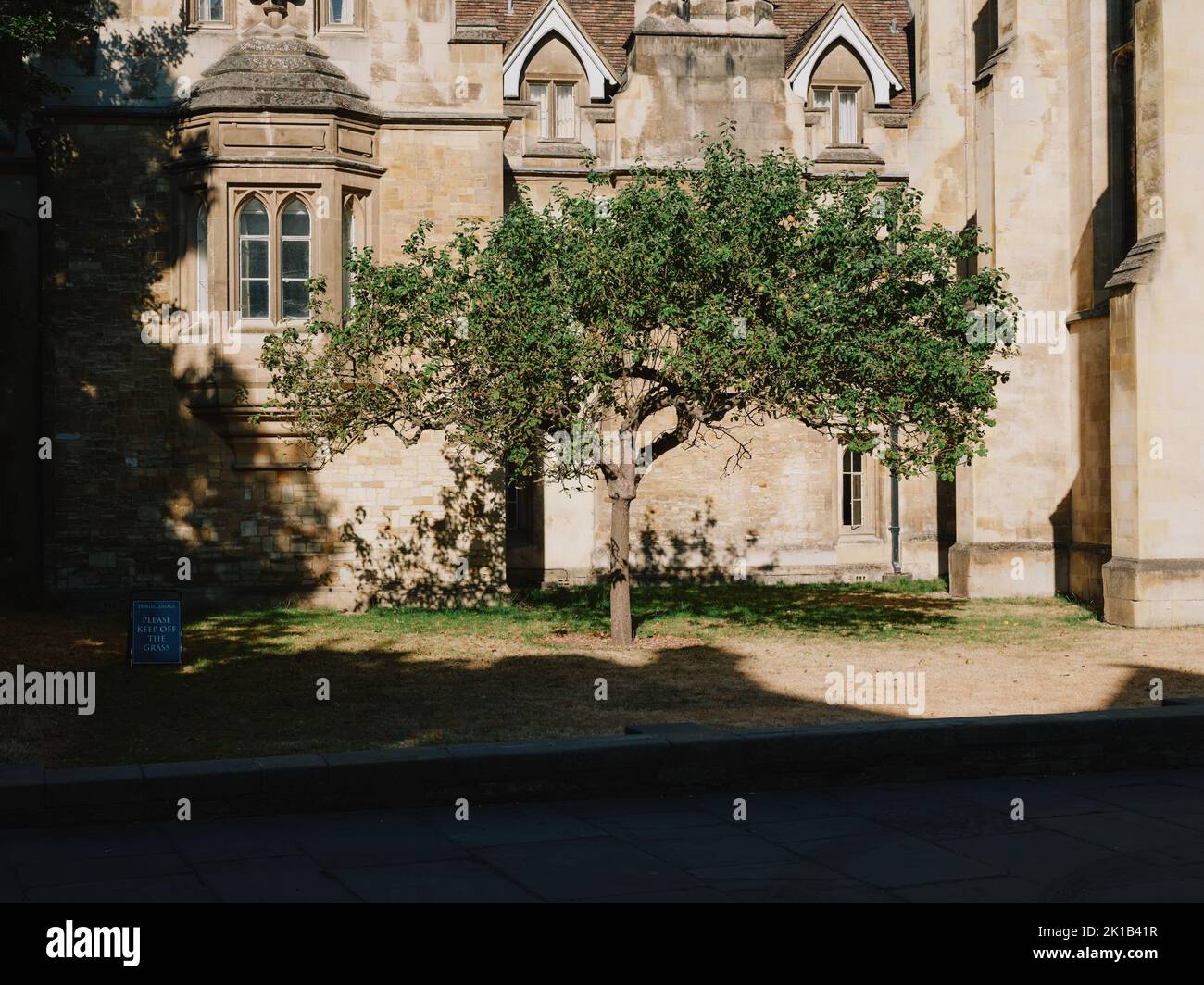 Isaac Newton's Apple Tree, Porters Lodge, Trinity College, Trinity St, Cambridge England - berühmter historischer Nachkomme aus der Schwerkraft Stockfoto
