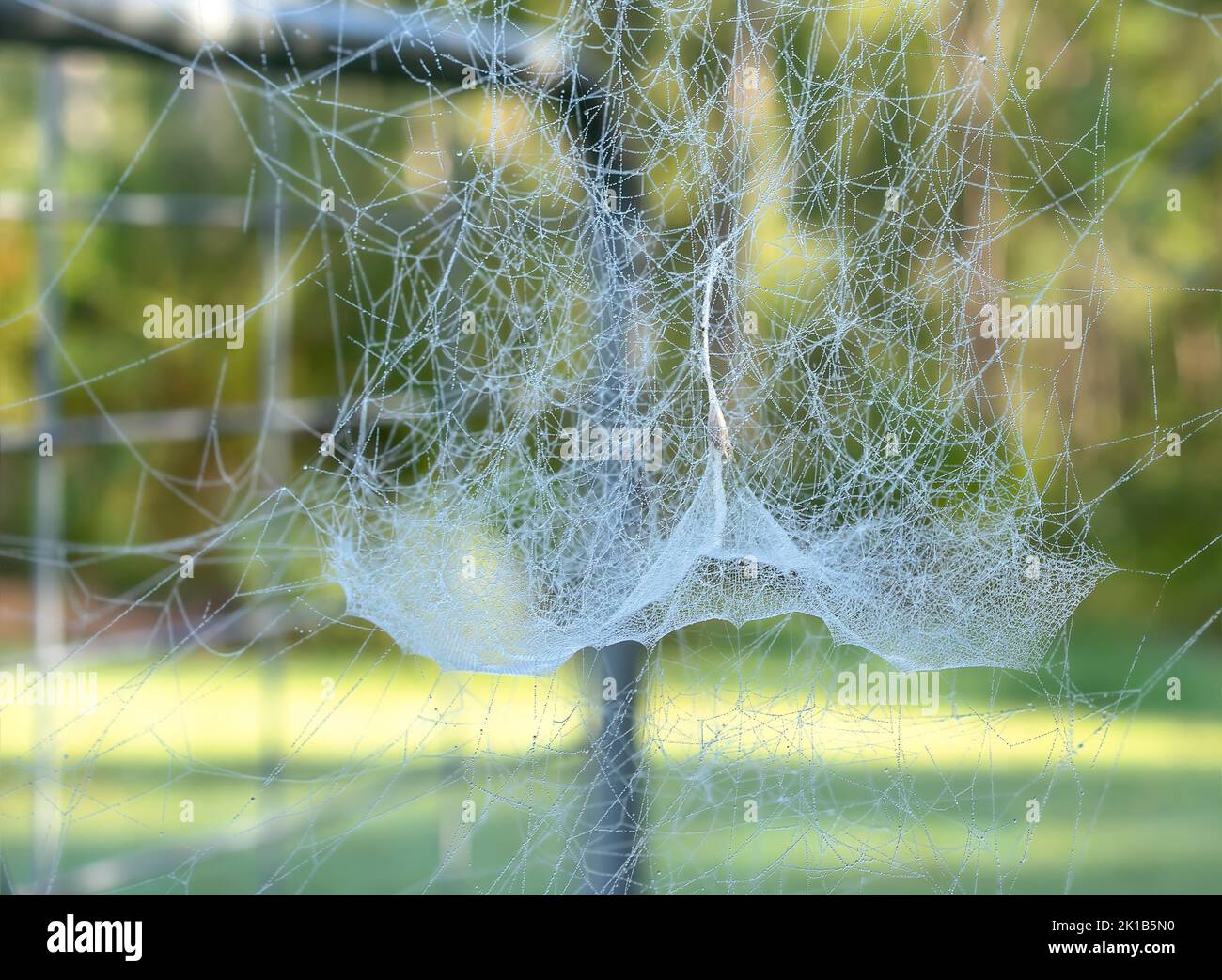 Kompliziertes Detail eines zarten Spinnennetzes, das mit frühmorgendlichen Tautropfen bedeckt ist, die wie Perlenketten aussehen. Stockfoto