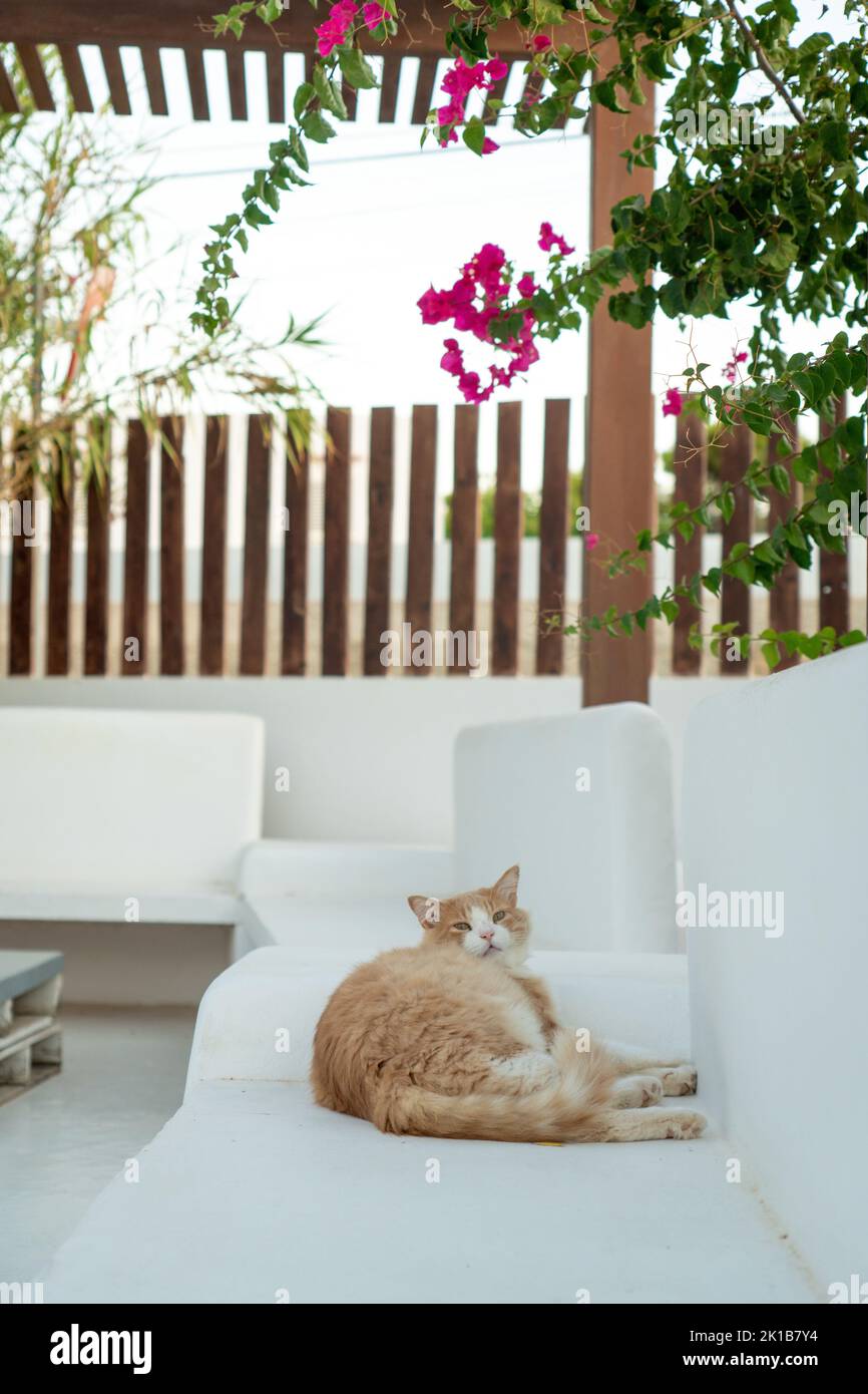 Schwarze und orangefarbene Katze auf einer weißen Bank Stockfoto