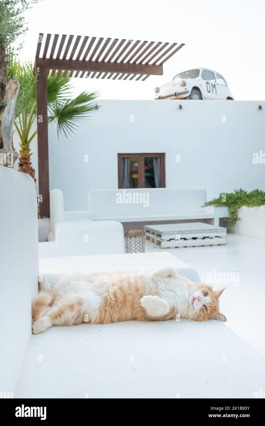 Schwarze und orangefarbene Katze auf einer weißen Bank Stockfoto