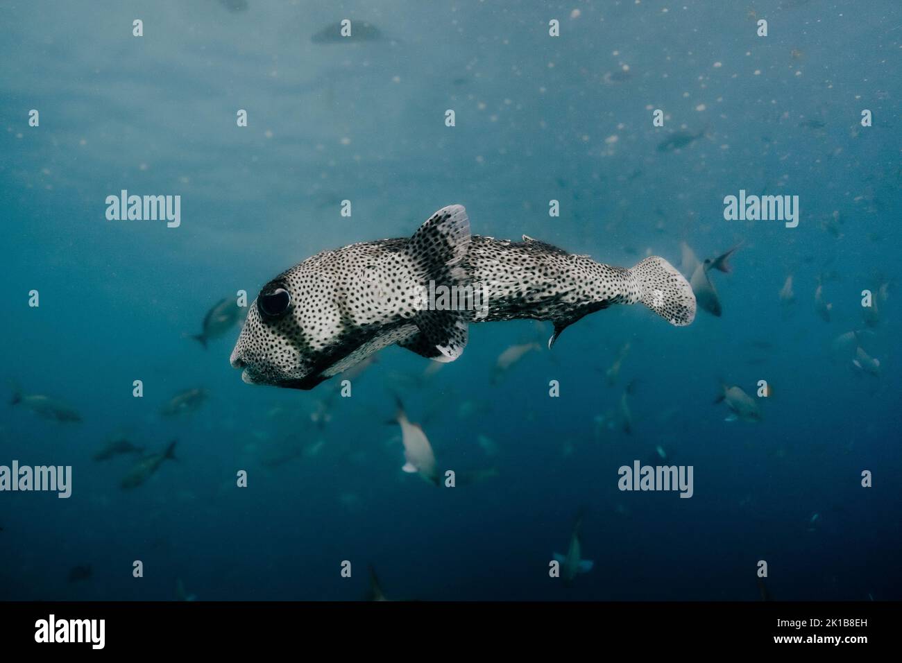 Eine Nahaufnahme eines unter Wasser schwimmenden Fisches Stockfoto
