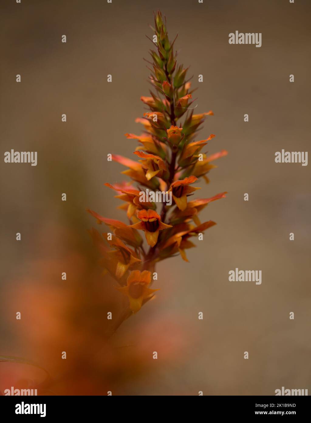 Punus canariensis Fotos und Bildmaterial in hoher Auflösung Alamy