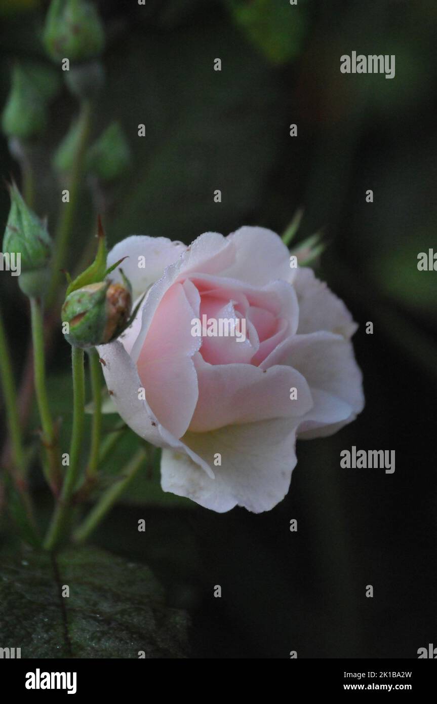 Sharifa Asma David Austin Shurb stieg. Blassrosa altmodische englische Rose. Makroaufnahme oder Rosenblüten. Hochzeitsblumen. Stockfoto
