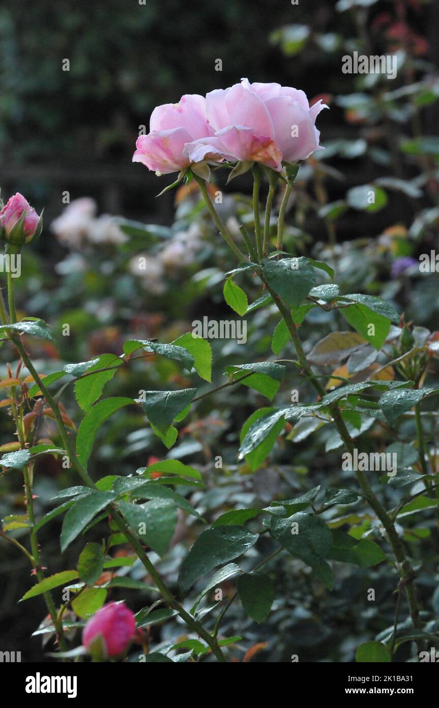 Sharifa Asma David Austin Shurb stieg. Blassrosa altmodische englische Rose. Makroaufnahme oder Rosenblüten. Hochzeitsblumen. Stockfoto