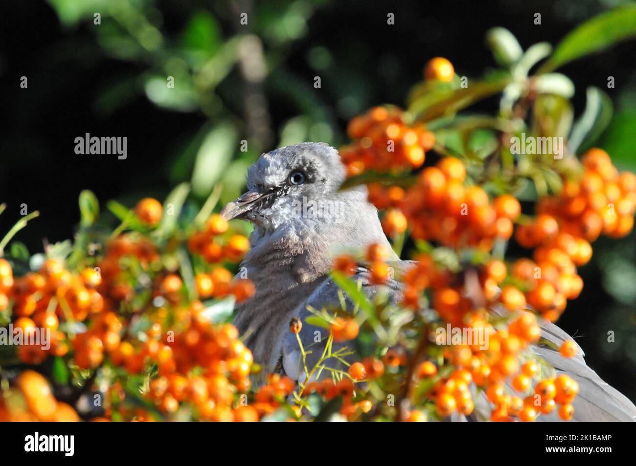 Nahaufnahme oder Makroaufnahme Baby Wood Taube oder Squab, an einem sonnigen Tag Pyramicantha oder Firethorn Beeren essen und einschlafen. Schlafende Babytaube aus Holz. Stockfoto