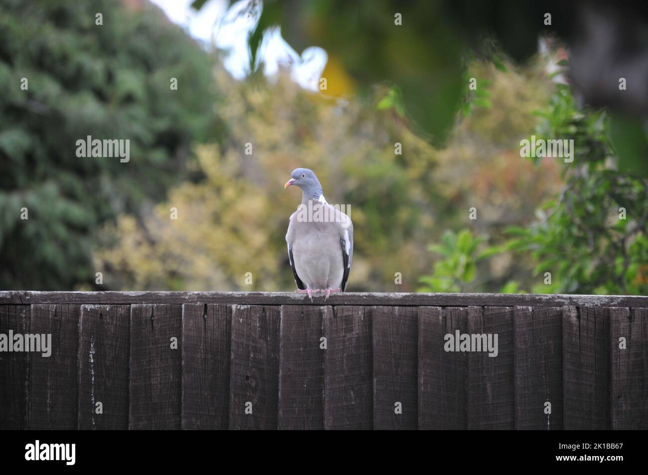 Nahaufnahme der Waldtaube auf einem Holzzaun. Bäume und Sträucher im Hintergrund. Detaillierte Nahaufnahme. Graurosa und buff Federn. Stockfoto