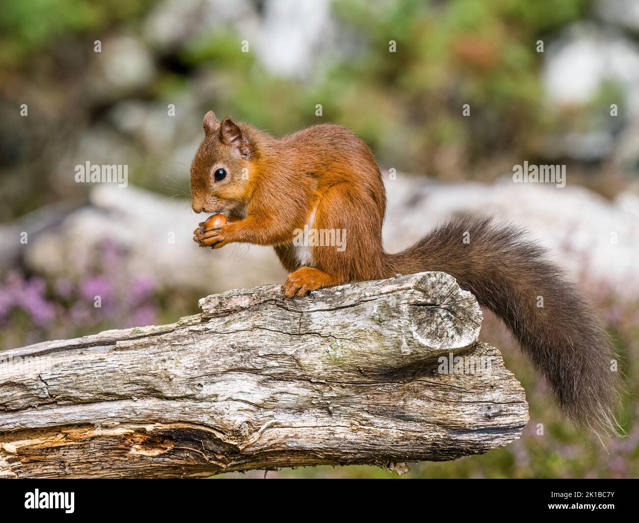 Das einheimische rote Eichhörnchen in schottischen Wäldern Stockfoto