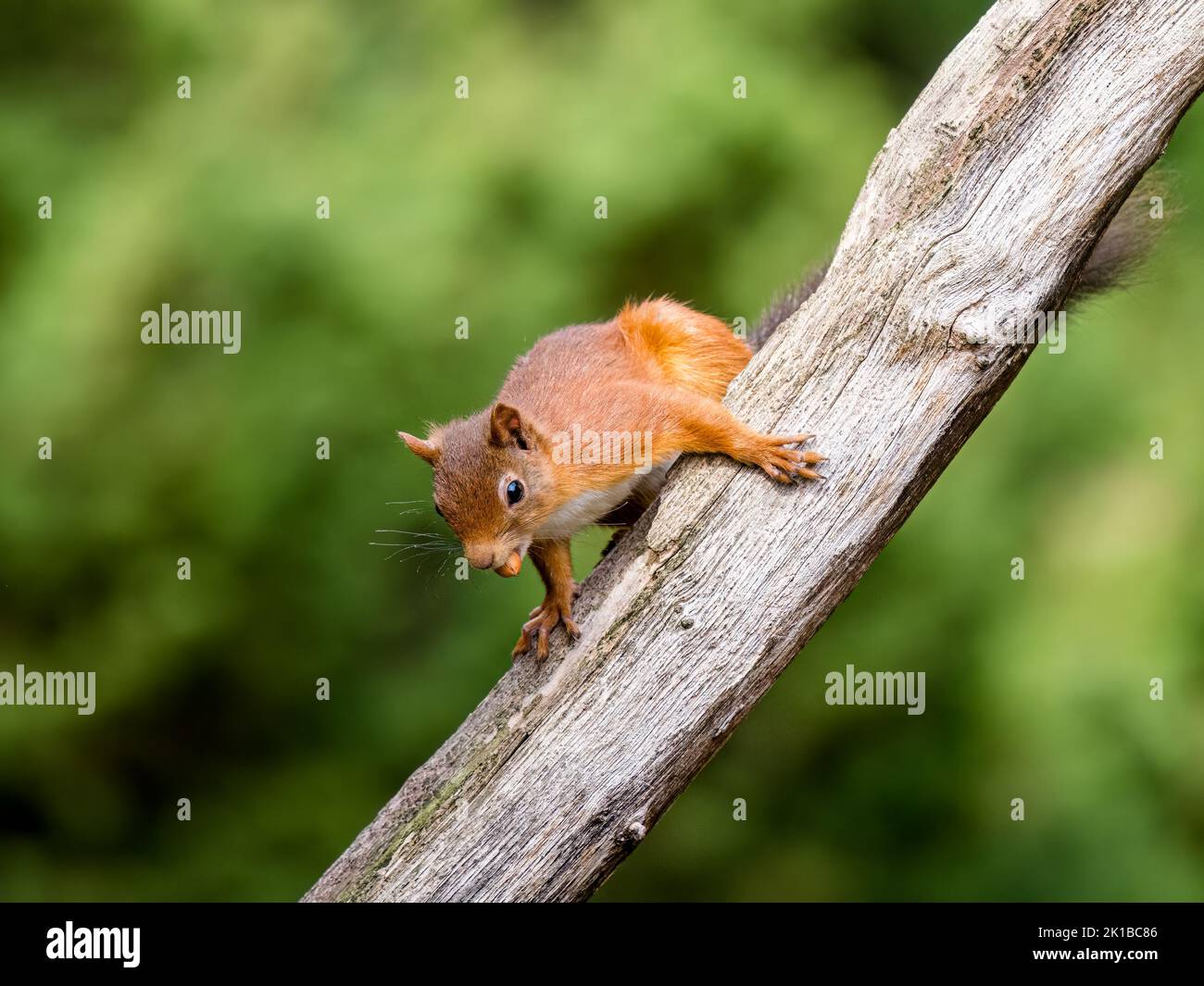 Das einheimische rote Eichhörnchen in schottischen Wäldern Stockfoto