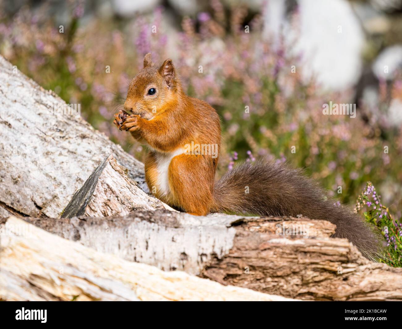 Das einheimische rote Eichhörnchen in schottischen Wäldern Stockfoto