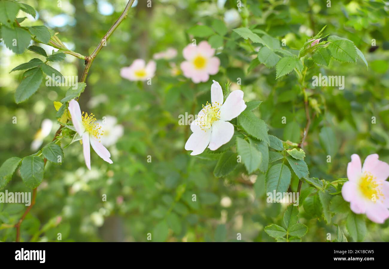 Wilde rosa Hagebutte im Wald Stockfoto