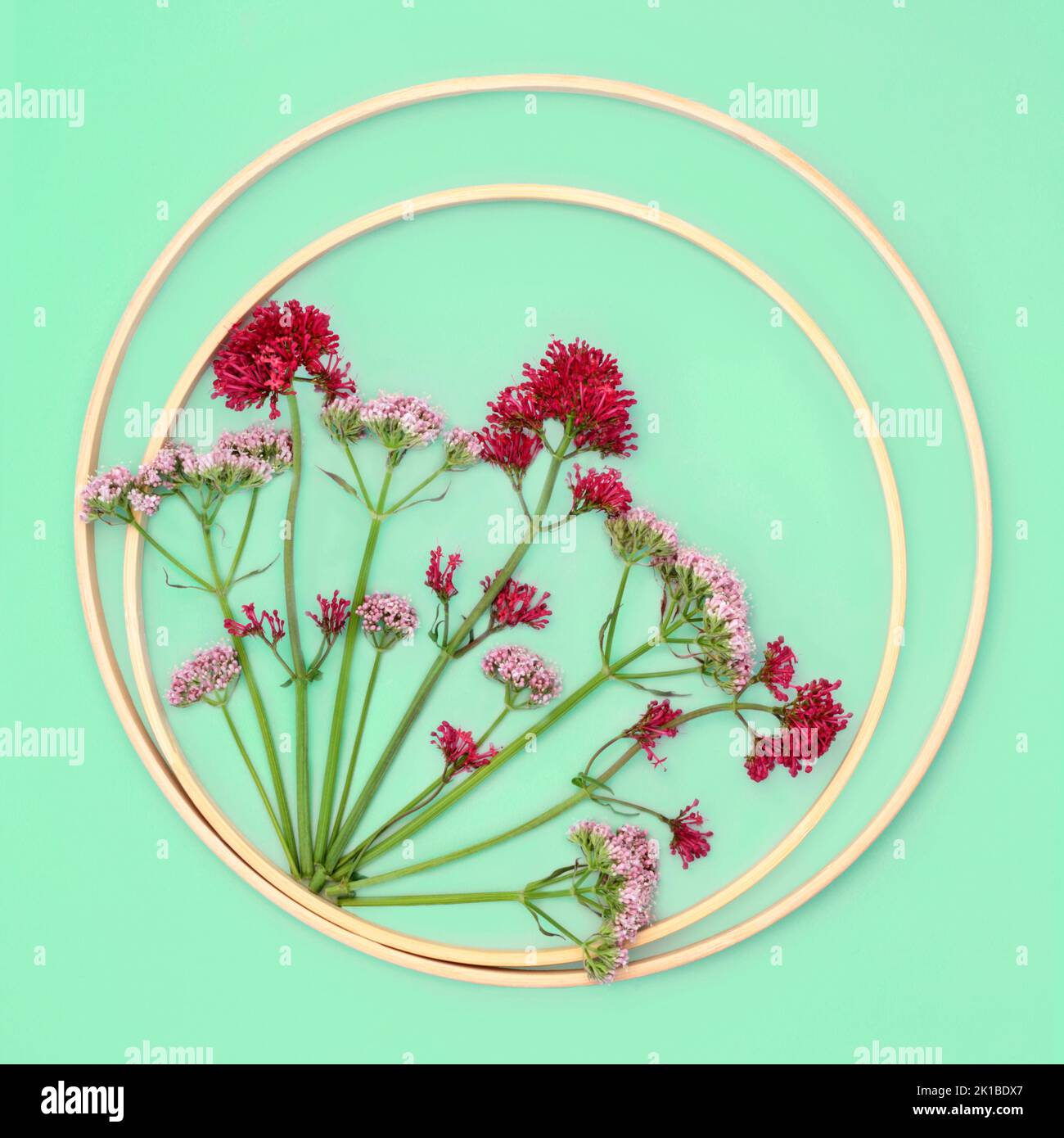Baldrian Kräuter Blume Pflanze Hintergrund kreisförmige Grenze Zusammensetzung Blumen können verwendet werden, um Parfüm zu machen. Minimal Border Nature-Studie. Auf Pastellgrün. Stockfoto
