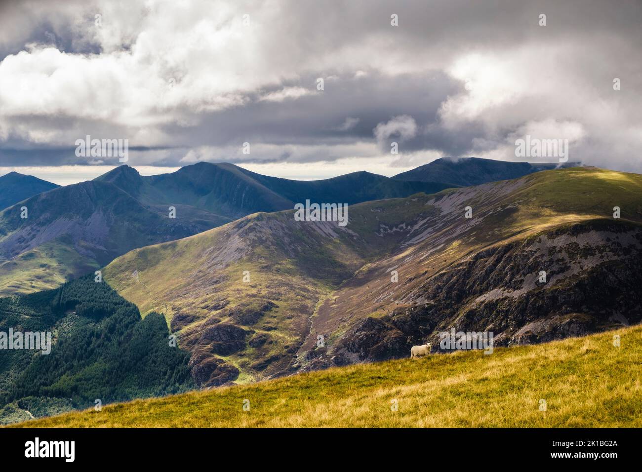 Blick über den Beddgelert Forest und Mynydd Mawr auf die Nantlle Ridge Bergkette von Moel Eilio im Snowdonia National Park. Llanberis Gwynedd Wales Großbritannien Stockfoto