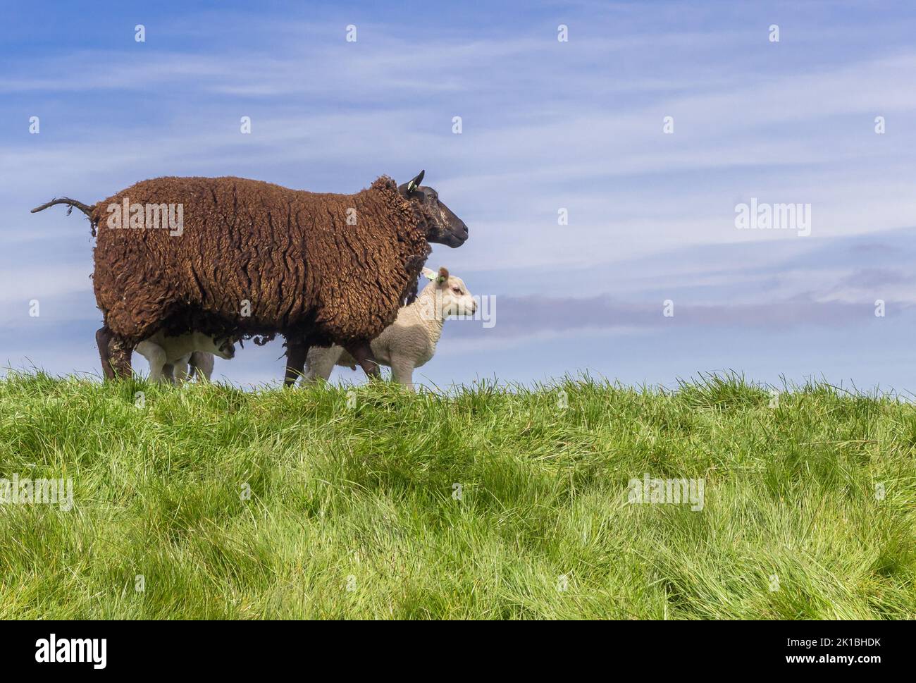 Schwarzes Schaf und Lamm auf einem Deich in Friesland, Niederlande Stockfoto