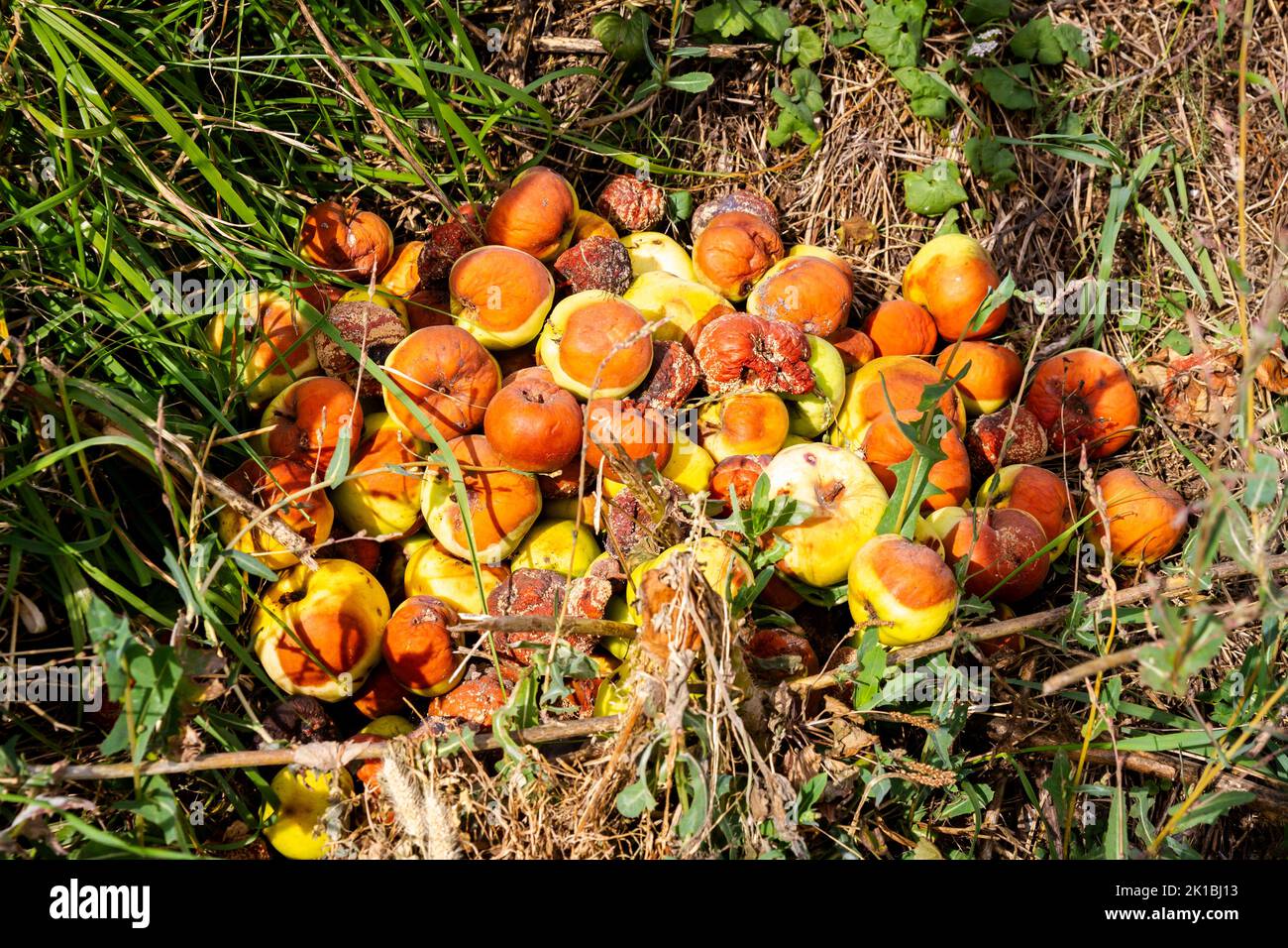 Haufen verfaulter Äpfel auf dem Gras Stockfoto