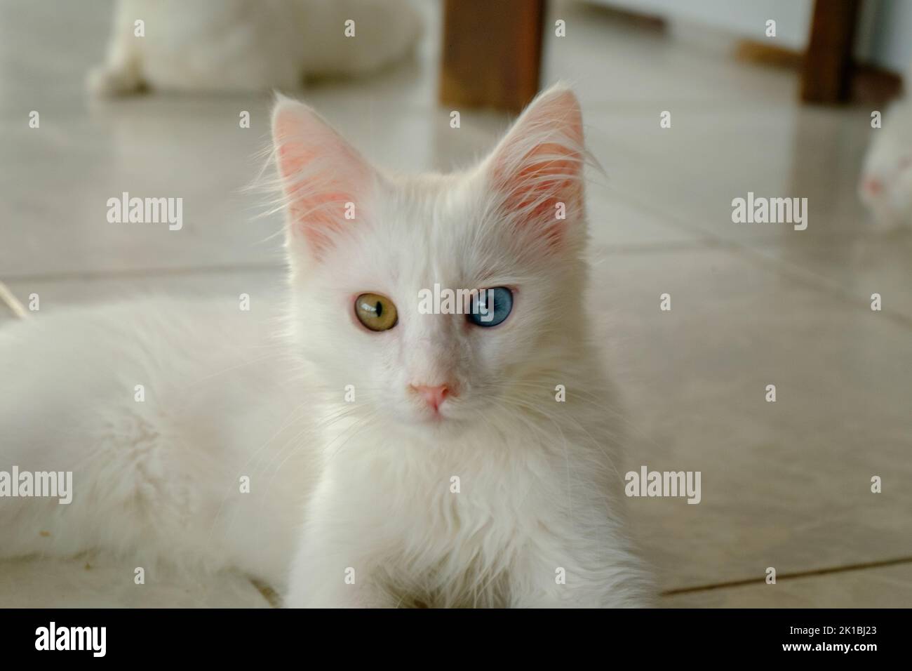 Van-Katze mit Heterochromieaugen Stockfoto