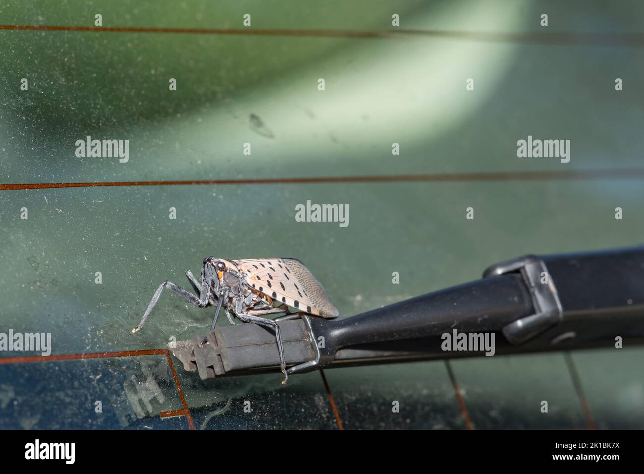 Eine Spotted Lanternfly, die auf dem Windschutzscheibenwischer eines Autos mitfährt. Stockfoto