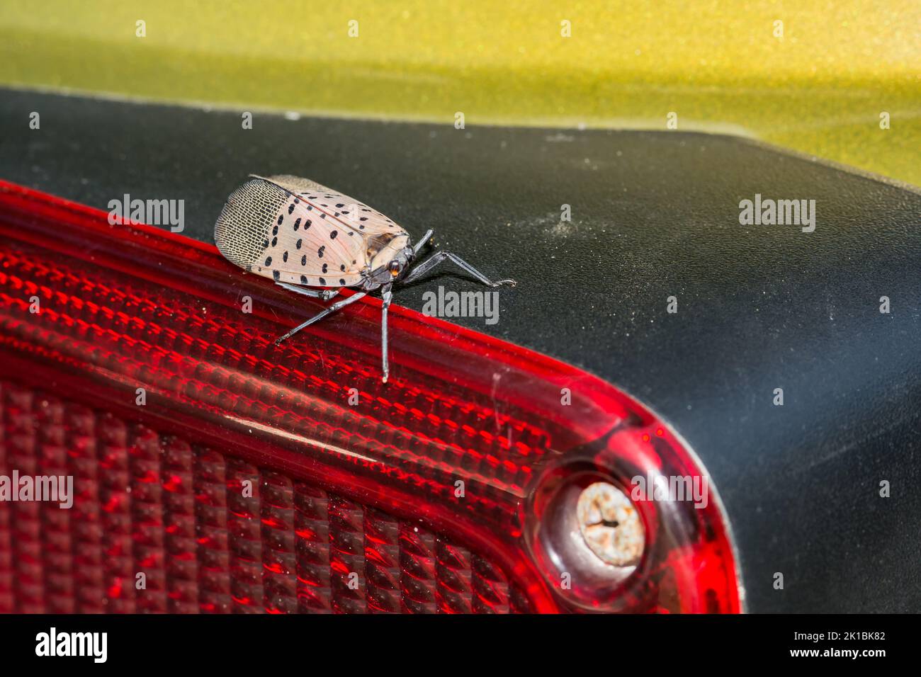 Eine Spotted Lanternfly, die auf dem Rücklicht eines Fahrzeugs trampt. Stockfoto