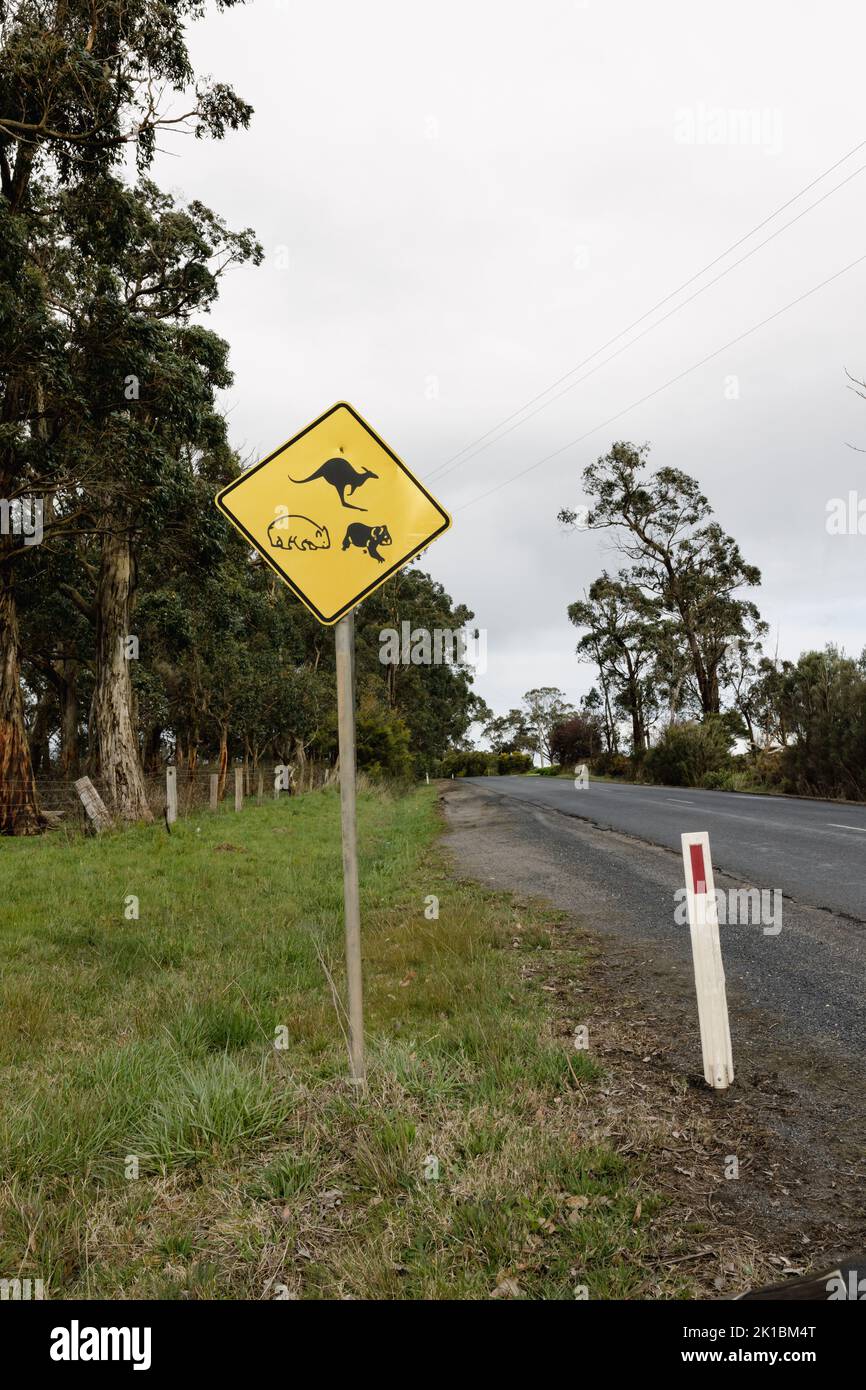 Ein gelbes Schild an der Seite einer australischen Straße, das den Verkehr einheimischer Tiere warnt, abgebildet ist ein Känguru, Koala und ein Wombat. Vertikales Foto mit ro Stockfoto