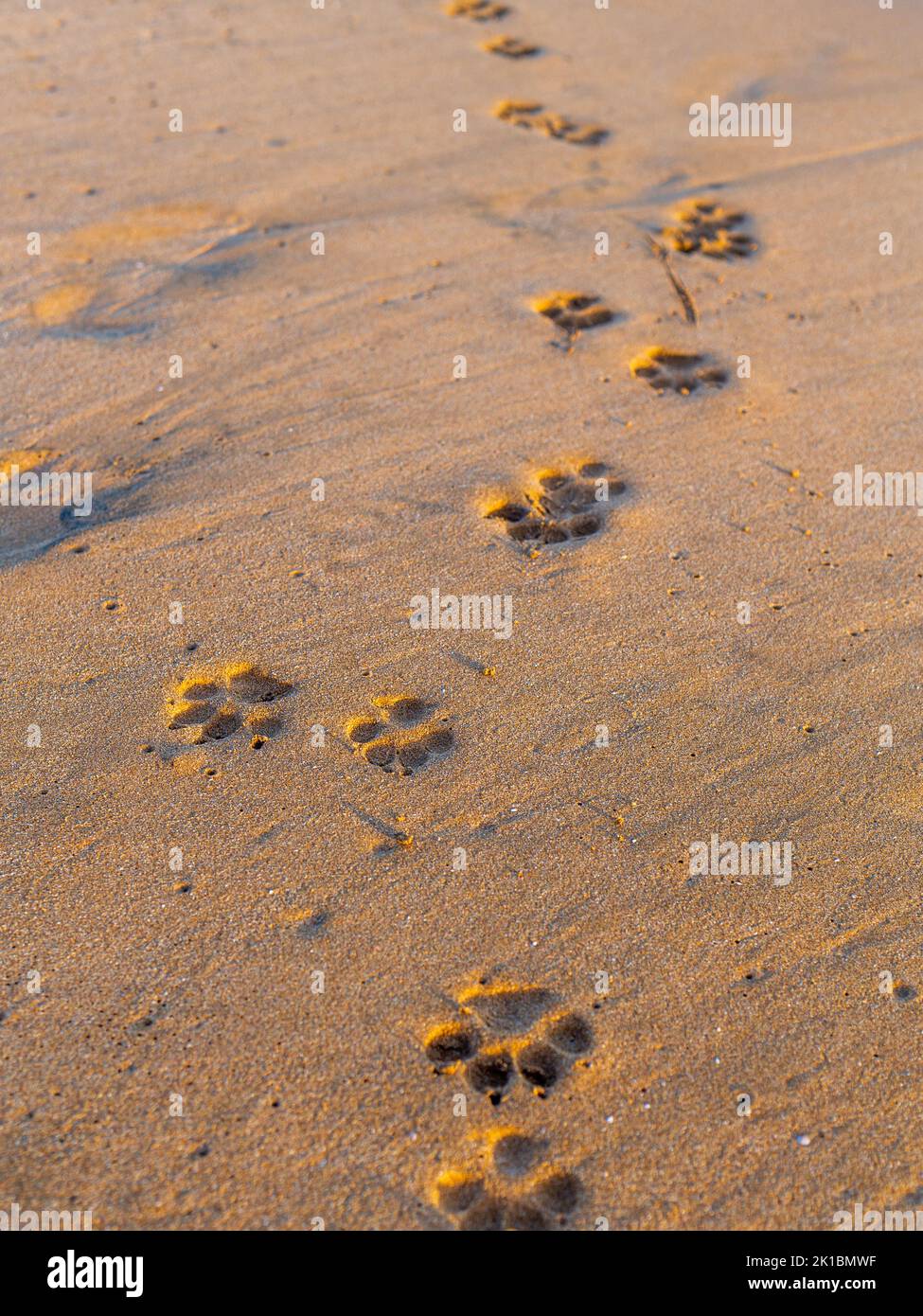 Hundefußabdrücke auf dem Sand an einem marokkanischen Strand Stockfoto