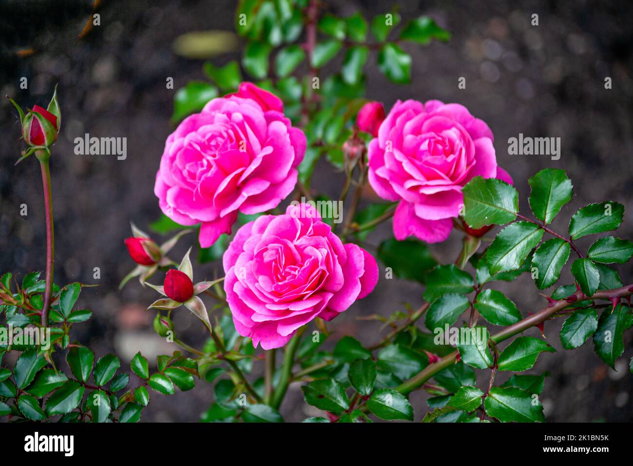 Drei leuchtend rosa Rosen, aufrecht, auf Stielen mit grünen Blättern. Stockfoto