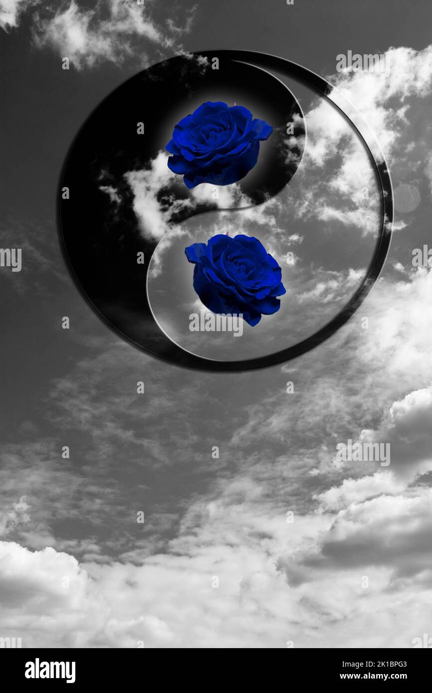 Künstlerisches Bild von Yin Yang mit blauen Rosen und grau-weiß bewölktem Himmel Stockfoto