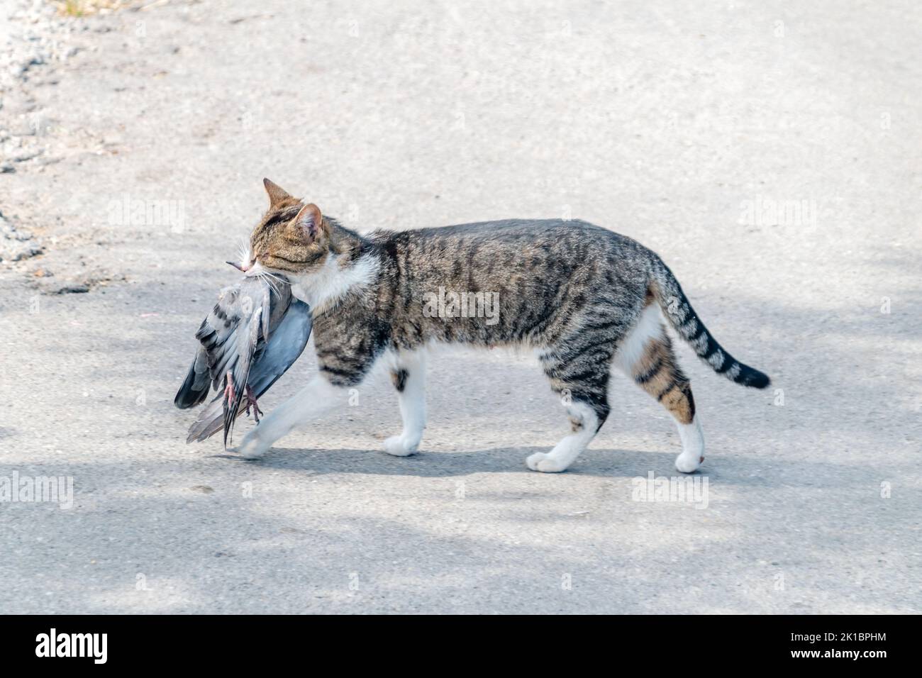 Katze mit Vogel im Mund. Stockfoto