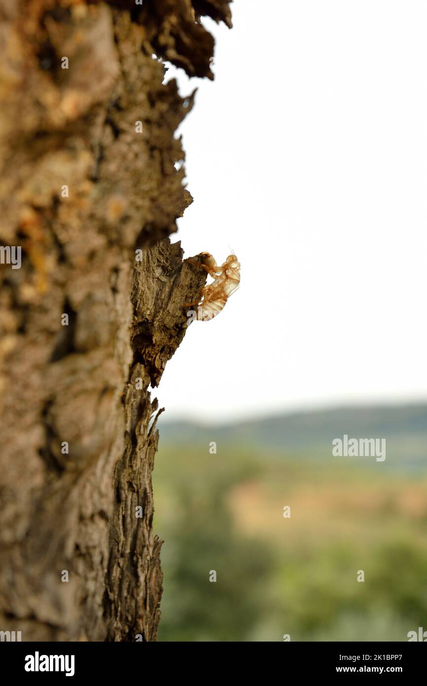 Transparente Cicada-Schale auf Baumstamm Stockfoto