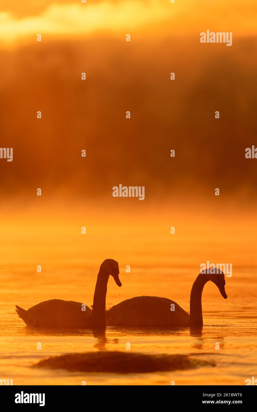 Stumme Schwäne schwimmen im eiskalten Wasser mit flammendem Morgenaufgang hinter ihnen und Meeresnebel, der aus der Ostsee kommt. Stockfoto