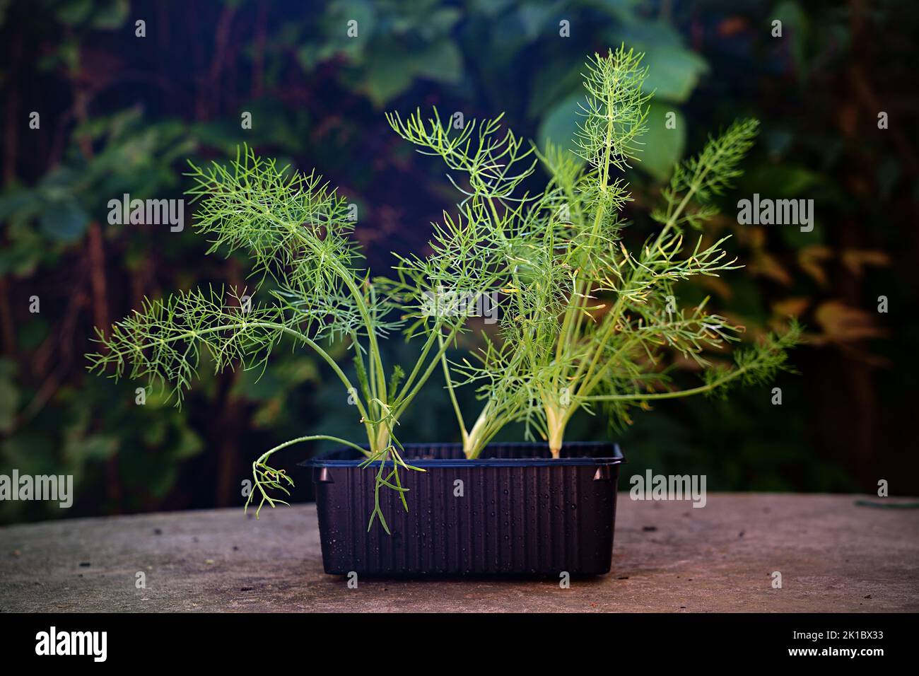 Kleiner Fenchel, sehr gesund Stockfoto