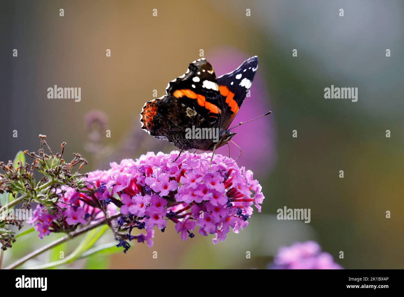 Ein hübscher Schmetterling auf den Blüten eines Schmetterlingsbusches Stockfoto