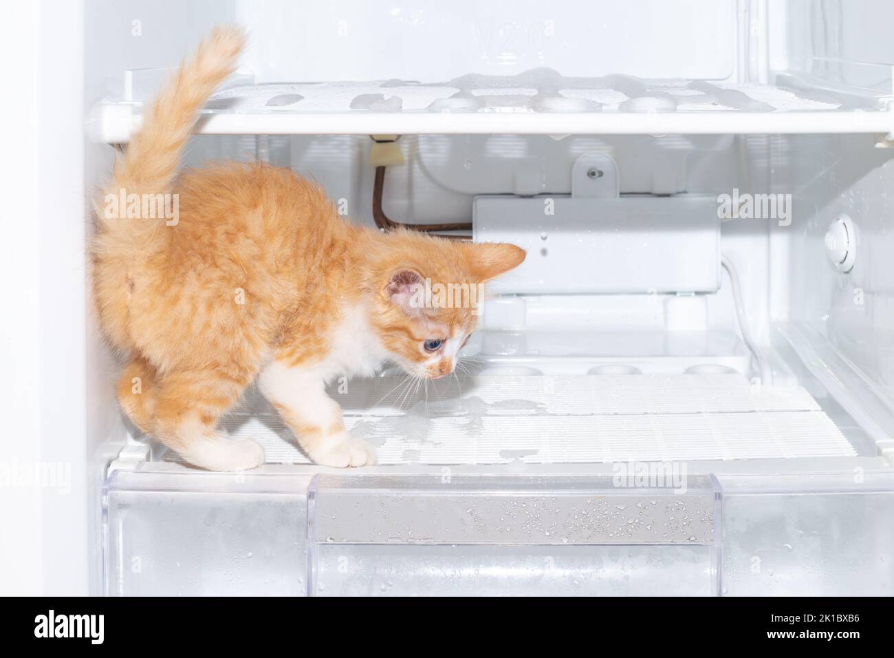 Ingwer-Kätzchen auf dem Regal des Gefrierschranks. Auftauen des Kühlschranks, Hausarbeiten. Stockfoto