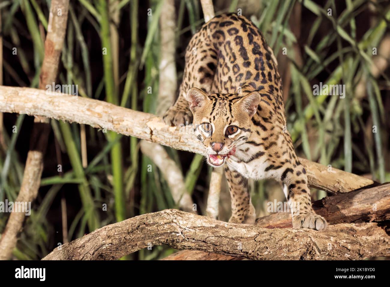 ocelot, Leopardus pardalis, Nachtsjagd bei einem Erwachsenen im Pantanal, Brasilien Stockfoto