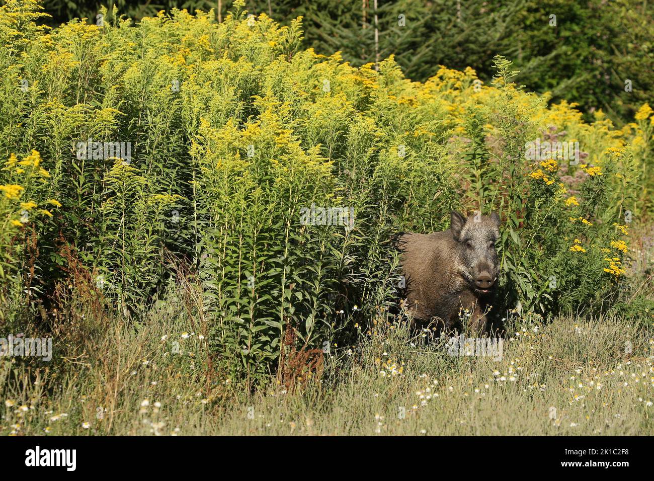 Wildschwein (Sus scrofa) Sommerschwein zwischen blühender europäischer Goldrute (Solidago virgaurea) Allgäu, Bayern, Deutschland Stockfoto