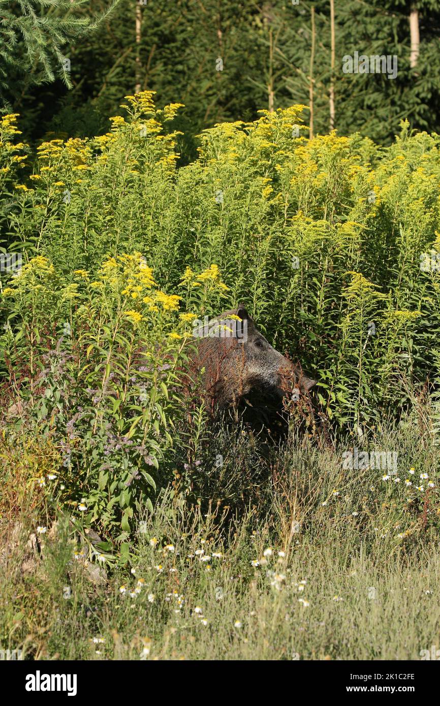 Wildschwein (Sus scrofa) Sommerschwein zwischen blühender europäischer Goldrute (Solidago virgaurea) Allgäu, Bayern, Deutschland Stockfoto