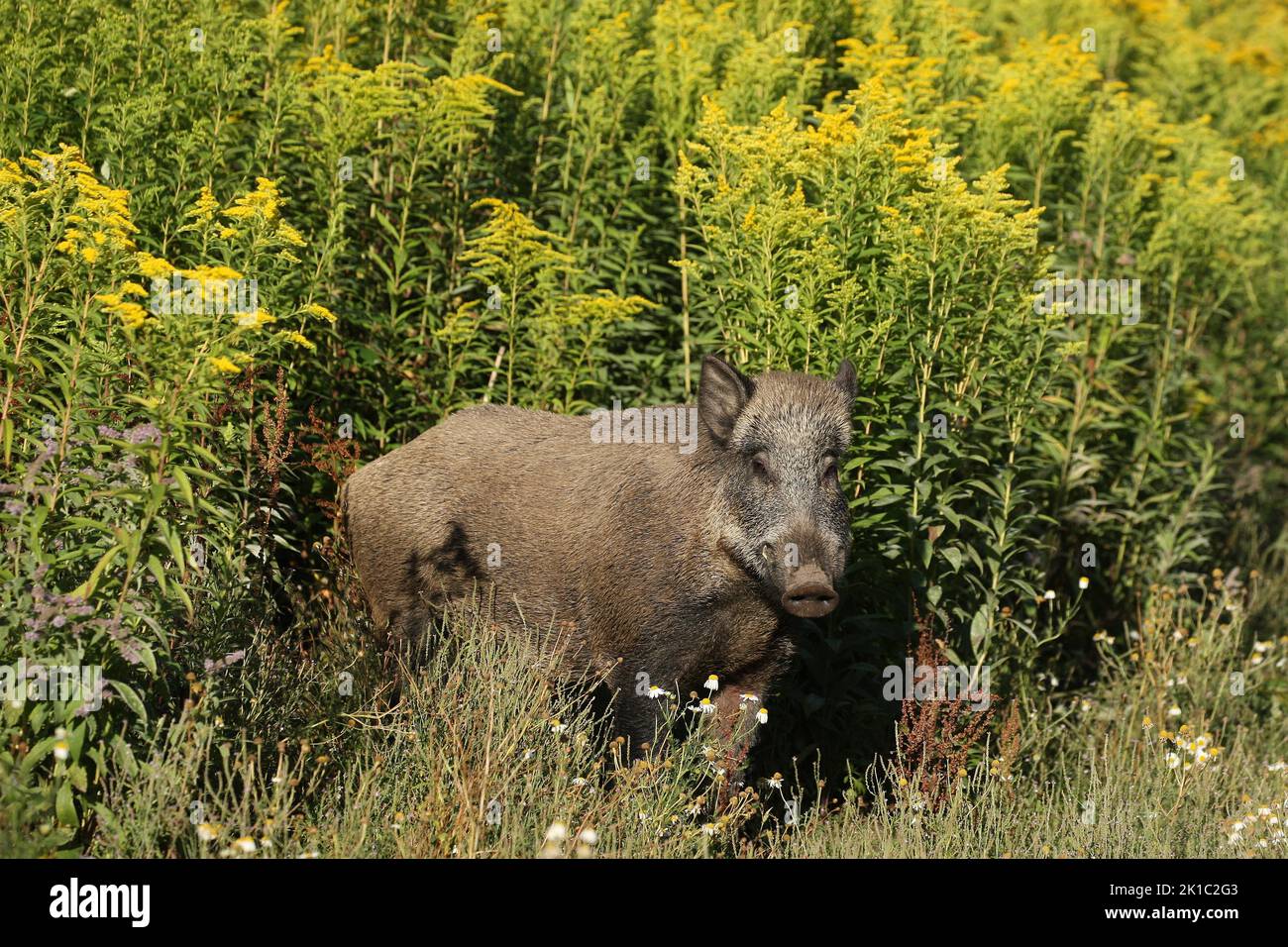 Wildschwein (Sus scrofa) Sommerschwein vor blühender goldrute (Solidago virgaurea) Allgäu, Bayern, Deutschland Stockfoto
