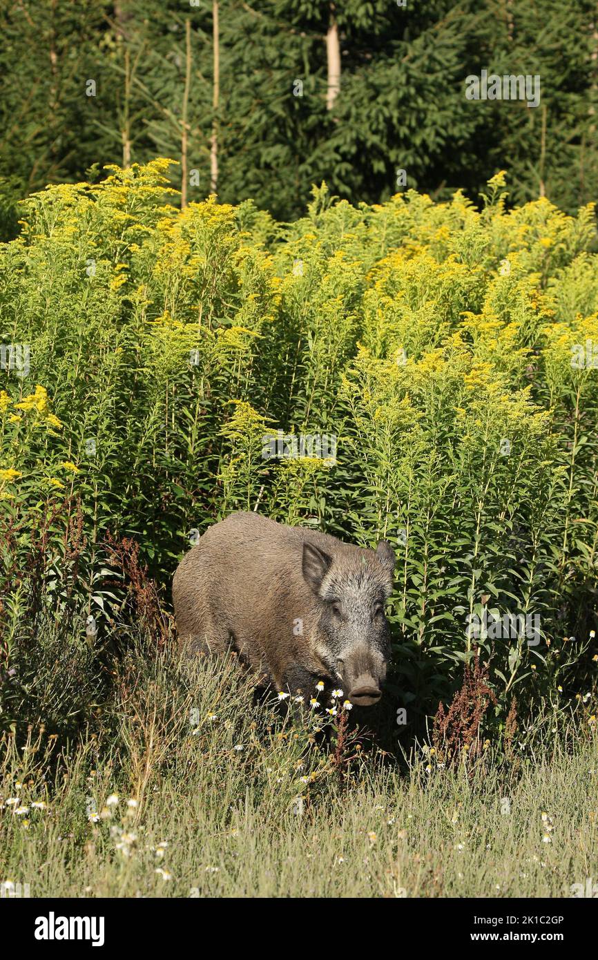 Wildschwein (Sus scrofa) Sommerschwein zwischen blühender europäischer Goldrute (Solidago virgaurea) Allgäu, Bayern, Deutschland Stockfoto