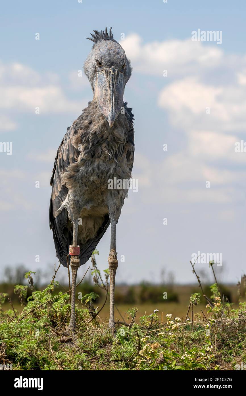 Schuhschnabel (Balaeniceps rex), auch Abu Markub, Bangweulu-Sümpfe, Sambia Stockfoto