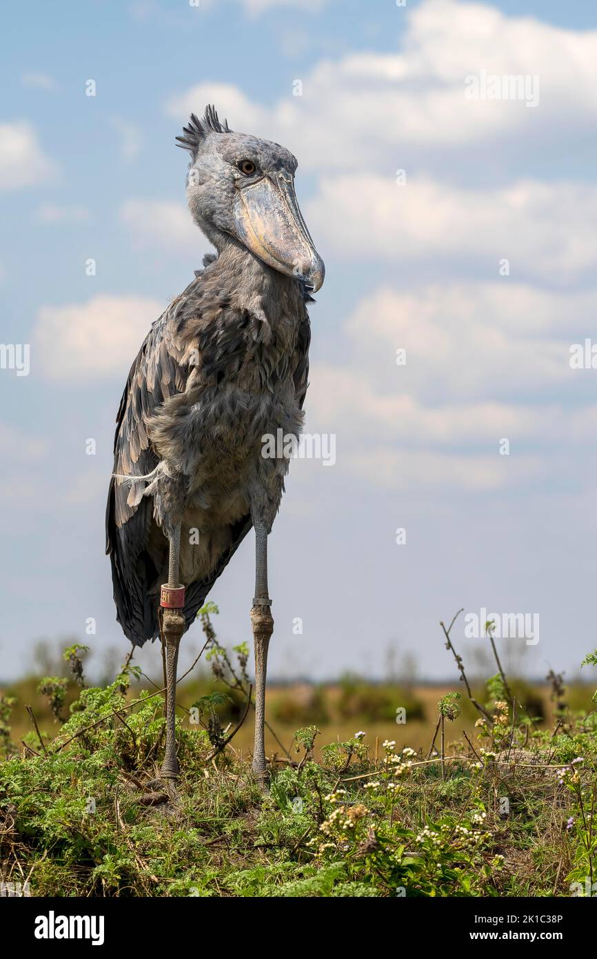 Schuhschnabel (Balaeniceps rex), auch Abu Markub, Bangweulu-Sümpfe, Sambia Stockfoto