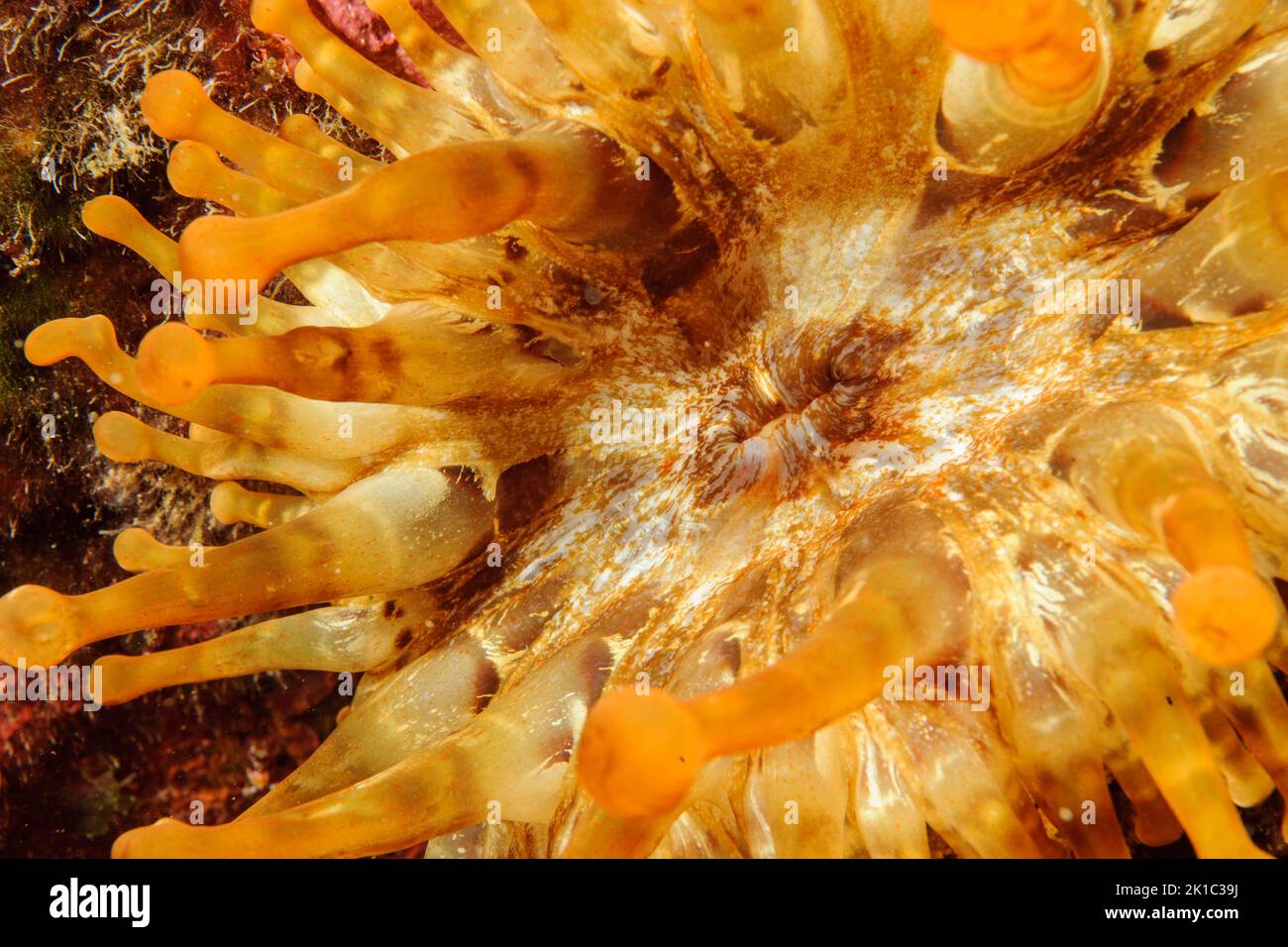 Nahaufnahme des Tentakels und Mund der keuligen Anemone (Telmatactis cricoides), Draufsicht, Ostatlantik, Kanarische Inseln, Spanien Stockfoto